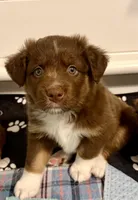 Noel, a female Miniature Australian Shepherd for sale in Leavenworth, KS – Photo 1 of 4