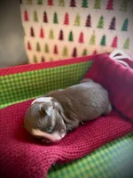 processed/0ab841e1-ad2b-4bb0-8869-debbbba39704/listing/a20e0575-ccd0-4dba-8548-087711335c60/ca55afdb-34d3-4e99-be58-2cb835c8d98a