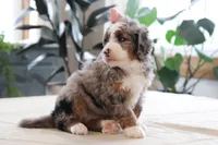 Piper, a female Miniature Bernedoodle for sale in Lima, OH – 5 of 7