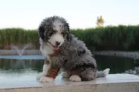 Jake, a male Miniature Bernedoodle for sale in Lima, OH – 2 of 8