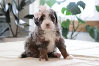 Paige, a female Miniature Bernedoodle for sale in Lima, OH – 6 of 7