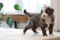 Paige, a female Miniature Bernedoodle for sale in Lima, OH – 4 of 7