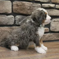 Ren, a male Miniature Bernedoodle for sale in Elida, OH – Photo 3 of 9