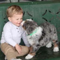 Liam, a male Miniature Bernedoodle for sale in Elida, OH – Photo 1 of 7