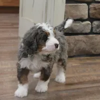 Ren, a male Miniature Bernedoodle for sale in Elida, OH – Photo 2 of 9