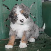 Liam, a male Miniature Bernedoodle for sale in Elida, OH – Photo 2 of 7