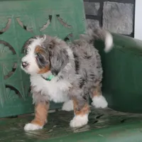 Liam, a male Miniature Bernedoodle for sale in Elida, OH – Photo 3 of 7