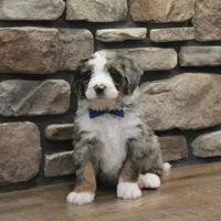 Liam, a male Miniature Bernedoodle for sale in Elida, OH – Photo 5 of 7