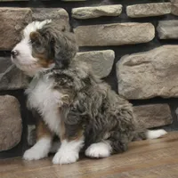 Ren, a male Miniature Bernedoodle for sale in Elida, OH – Photo 4 of 9