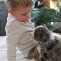 Liam, a male Miniature Bernedoodle for sale in Elida, OH – Photo 6 of 7