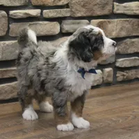 Liam, a male Miniature Bernedoodle for sale in Elida, OH – Photo 4 of 7