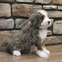 Ren, a male Miniature Bernedoodle for sale in Elida, OH – Photo 7 of 9