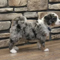 Liam, a male Miniature Bernedoodle for sale in Elida, OH – Photo 7 of 7