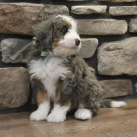 Ren, a male Miniature Bernedoodle for sale in Elida, OH – Photo 8 of 9