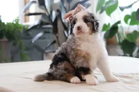 Quincy, a female Miniature Bernedoodle for sale in Lima, OH – 2 of 6
