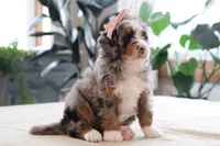 Piper, a female Miniature Bernedoodle for sale in Lima, OH – 3 of 7