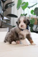 Jake, a male Miniature Bernedoodle for sale in Lima, OH – 4 of 6