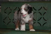 Jake, a male Miniature Bernedoodle for sale in Lima, OH – 5 of 8