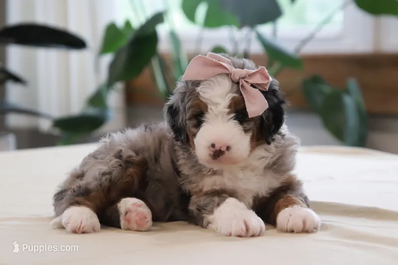 Oaklynn – Miniature Bernedoodle puppy for sale in Lima, OH
