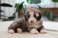 Oaklynn, a female Miniature Bernedoodle for sale in Lima, OH – 1 of 6