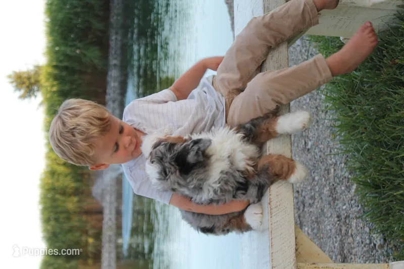 Oaklynn – Miniature Bernedoodle puppy for sale in Lima, OH