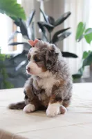 Piper, a female Miniature Bernedoodle for sale in Lima, OH – 4 of 7