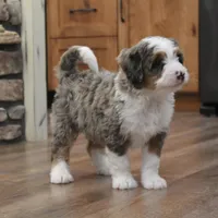 Rue, a male Miniature Bernedoodle for sale in Elida, OH – Photo 6 of 9