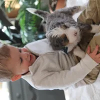 Rue, a male Miniature Bernedoodle for sale in Elida, OH – Photo 9 of 9