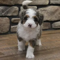 Rue, a male Miniature Bernedoodle for sale in Elida, OH – Photo 7 of 9