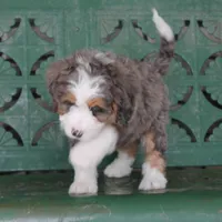 Rue, a male Miniature Bernedoodle for sale in Elida, OH – Photo 4 of 9