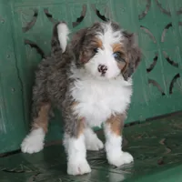 Rue, a male Miniature Bernedoodle for sale in Elida, OH – Photo 1 of 9