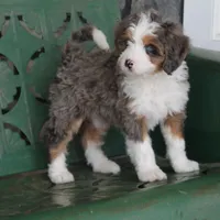 Rue, a male Miniature Bernedoodle for sale in Elida, OH – Photo 2 of 9