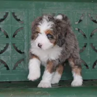 Rue, a male Miniature Bernedoodle for sale in Elida, OH – Photo 3 of 9