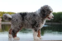 Jake, a male Miniature Bernedoodle for sale in Lima, OH – 3 of 8