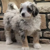 Cheyanne, a female Miniature Bernedoodle for sale in Elida, OH – Photo 3 of 7