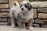 Cheyanne, a female Miniature Bernedoodle for sale in Elida, OH – Photo 3 of 7