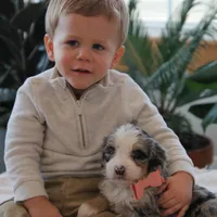 Cheyanne, a female Miniature Bernedoodle for sale in Elida, OH – Photo 6 of 7