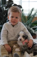 Cheyanne, a female Miniature Bernedoodle for sale in Elida, OH – Photo 6 of 7