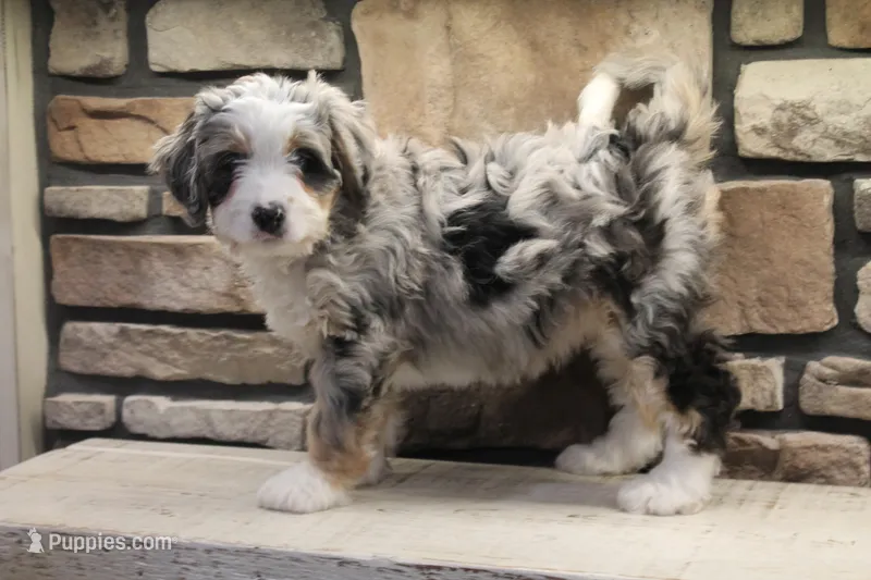 Cheyanne, a female Miniature Bernedoodle for sale in Elida, OH – Photo 1 of 7