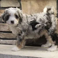 Cheyanne, a female Miniature Bernedoodle for sale in Elida, OH – Photo 1 of 7