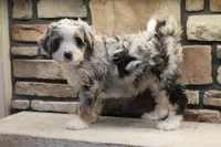 Cheyanne, a female Miniature Bernedoodle for sale in Elida, OH – Photo 1 of 7