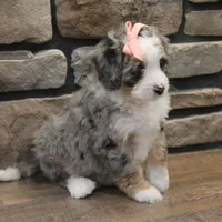 Cheyanne, a female Miniature Bernedoodle for sale in Elida, OH – Photo 5 of 7