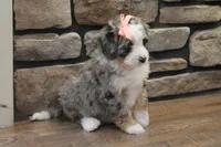 Cheyanne, a female Miniature Bernedoodle for sale in Elida, OH – Photo 5 of 7