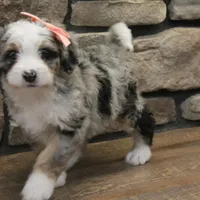 Cheyanne, a female Miniature Bernedoodle for sale in Elida, OH – Photo 7 of 7