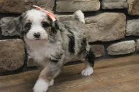 Cheyanne, a female Miniature Bernedoodle for sale in Elida, OH – Photo 7 of 7