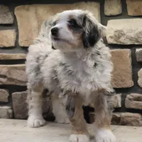 Cheyanne, a female Miniature Bernedoodle for sale in Elida, OH – Photo 2 of 7