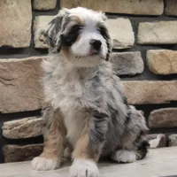 Cheyanne, a female Miniature Bernedoodle for sale in Elida, OH – Photo 4 of 7