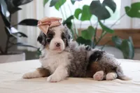 Quincy, a female Miniature Bernedoodle for sale in Lima, OH – 3 of 6