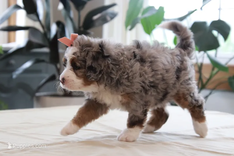Piper – Miniature Bernedoodle puppy for sale in Lima, OH
