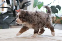 Piper, a female Miniature Bernedoodle for sale in Lima, OH – 1 of 7